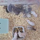 봄꽃햄스터 이미지