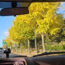 은행나무농장 이미지