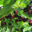 지리산황금농장 이미지