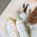 말티목장 | 강아지 산양유는 여기야 @하늘목장 산양유