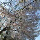 장미농원 이미지