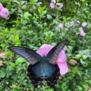 무궁화 꽃이 피었습 이미지