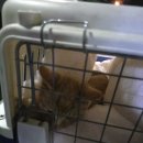 펫택시펫카 이미지