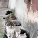 나을동물병원 이미지