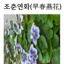 조춘연화(早春燕花)화옹＜和翁＞ 이미지