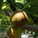 육일농장 이미지