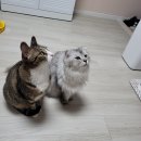 잠실동물병원 | 폴드 고양이 골연골이형성증 치료 후기｜잠실 ON동물병원 방문기
