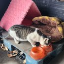 (주)마코펫 | 영양 가득 든든한 길냥이 사료 오마이캣 후기