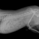 올펫 동물병원 이미지