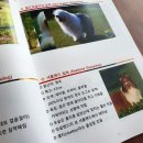 펫시터(반려견) 자격증 과정 이미지