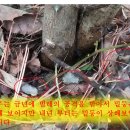 산초나무재배 와 병충해 예방 : 산초재배방법 참고 [ 필독 ] 이미지