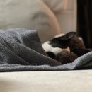 동탄중앙동물병원 이미지