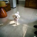 데이, 멍 | 우리 강쥐 털 관리, 이젠 찐 전문가한테 맡긴다! 멍데이 방문 후기