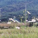 송림공원 | 하동 북천 코스모스 메밀꽃 축제 후기｜하동송림공원 힐링 코스