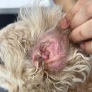 사직동물의료센터 이미지