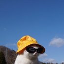 고양이 쉼터 이미지