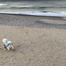 해뜨는창문 애견동반 오션뷰펜션 이미지