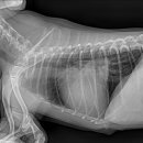 나을동물병원 이미지