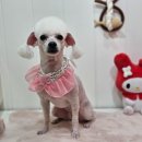 메리몰펫샵(사직점) 이미지