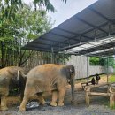 푸켓 그린망고홀리데이 코끼리 체험 추천 Kinnaree Elephant Camp 후기