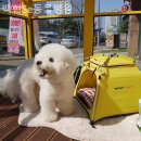 백현Se동물병원 | 경기광주 근처동물병원 백현Se동물병원 슬개골보호대