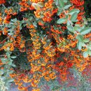 호수공원 삼거리(호수공원) 이미지