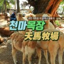 천마목장 네이버블로그