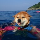 거북수상스포츠 네이버블로그