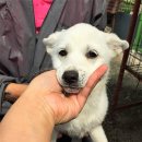 대광주유소 이미지