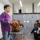 만점애견미용 이미지