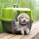 노원N동물의료센터 이미지