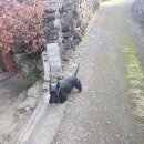 옥수회관 | 제주 애월 감성 가득한 골목카페옥수 솔직 후기