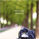 우로지 자연숲 공원(메타세쿼이아길) 이미지