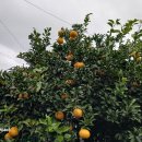 하귤민박 이미지