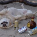 신세계동물병원 이미지