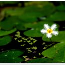 연꽃유치원 이미지