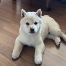 건재로L 네이버블로그