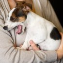 신도시켄넬 이미지