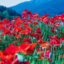 용수골꽃양귀비축제 이미지