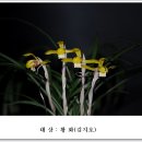 제5회 한국춘란 전시회1(새만금난우회, 삼양화성난우회, 蘭과함께) 이미지