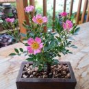 번영세탁소 이미지