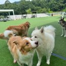 퍼피스카우트 이미지