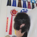 안다켄넬 이미지