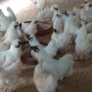 태성농장1 이미지