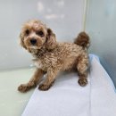 화목종합동물병원 이미지