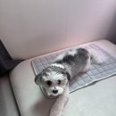 심플마인드 | 여름철 필수템 심플마인드 강아지 쿨매트 강아지 냉감패드 사용후기