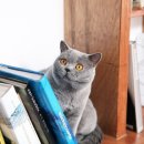 고양이집 이미지