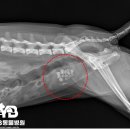 소로동물병원 이미지