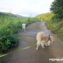 행복한 산책 이미지