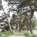 보호수광장 이미지